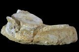 Plesiosaur (Zarafasaura) Cervical Vertebra in Rock - Morocco #90142-2